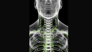 7 levels of lymph nodes in neck