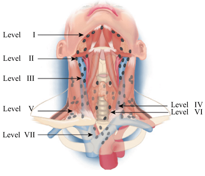 7 levels of lymph nodes in neck